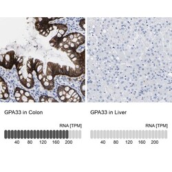 A33/GPA33 Antibody, Novus Biologicals 0.1mL; Unlabeled:Antibodies, Polyclonal
